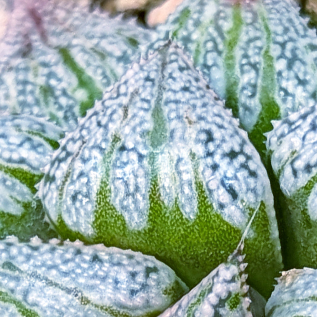 Haworthia hybrid series PP572 #36