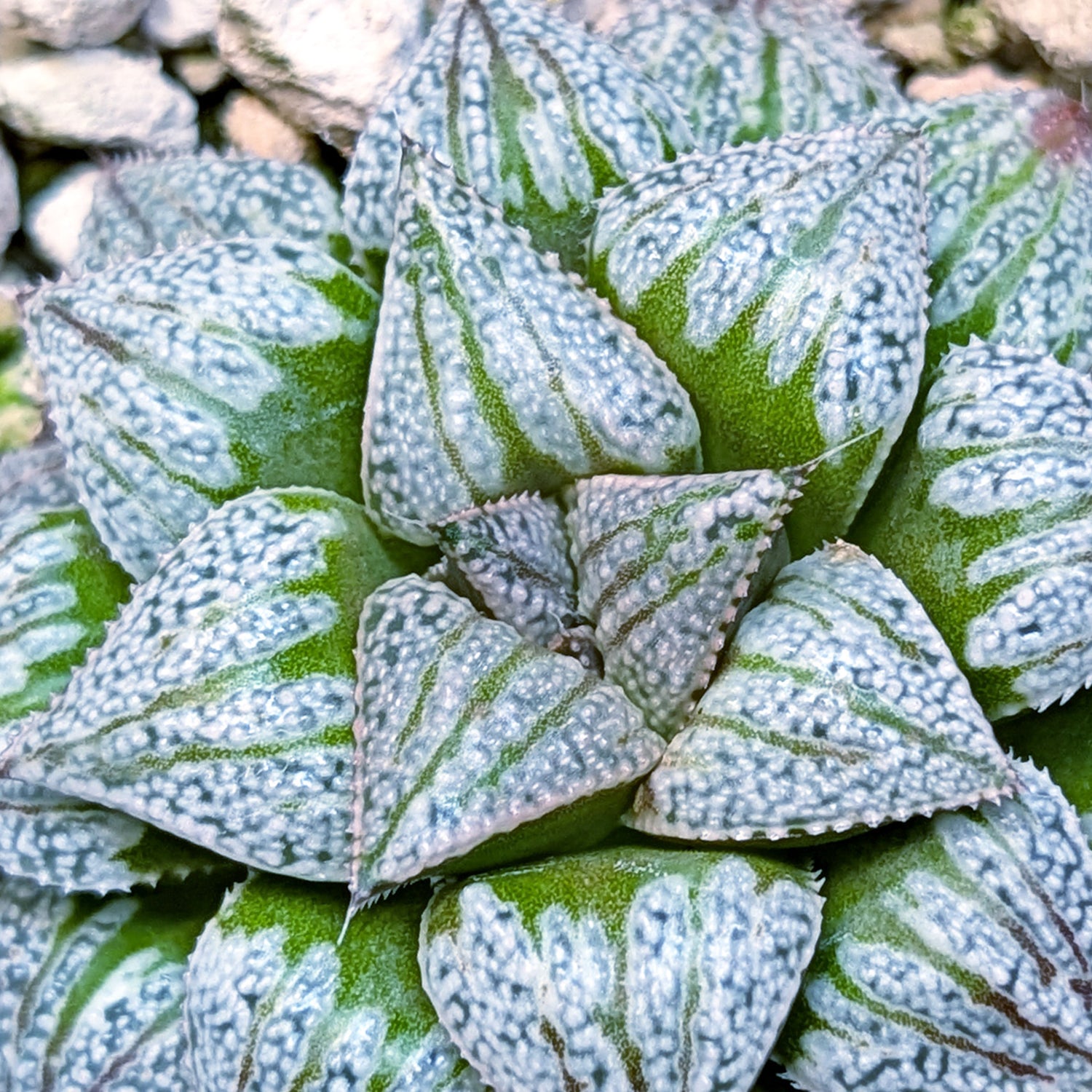 Haworthia hybrid series PP572 #36