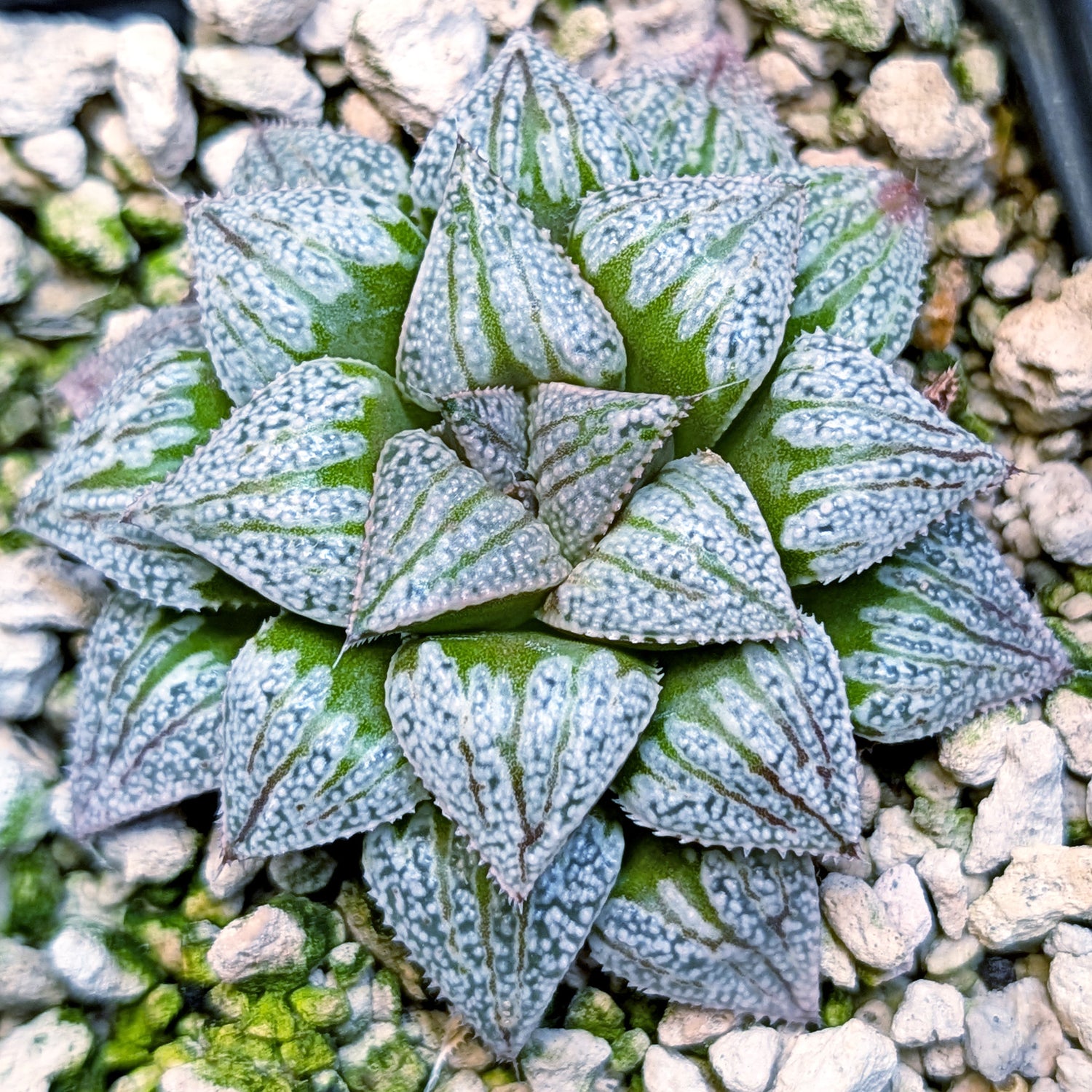 Haworthia hybrid series PP572 #36
