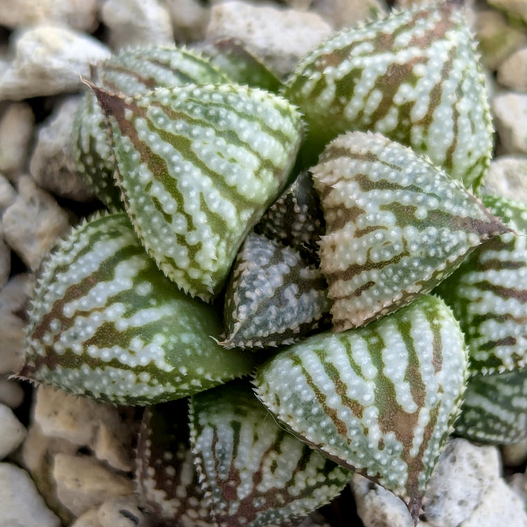 Haworthia PP615 hybrid series #36