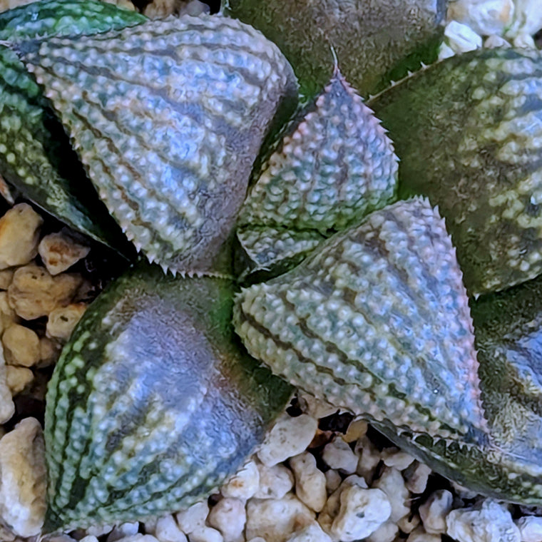 Haworthia 
