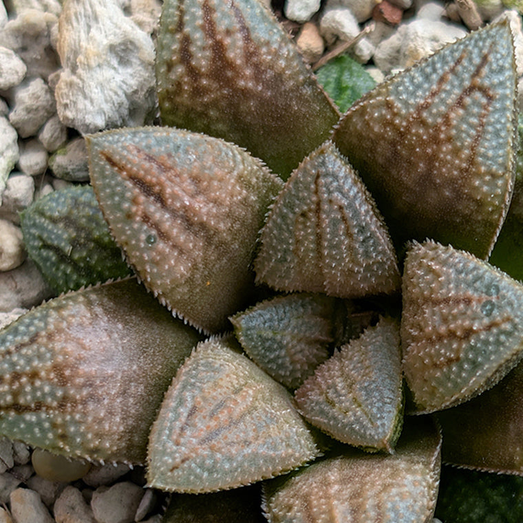 Haworthia PP638  hybrid series #36
