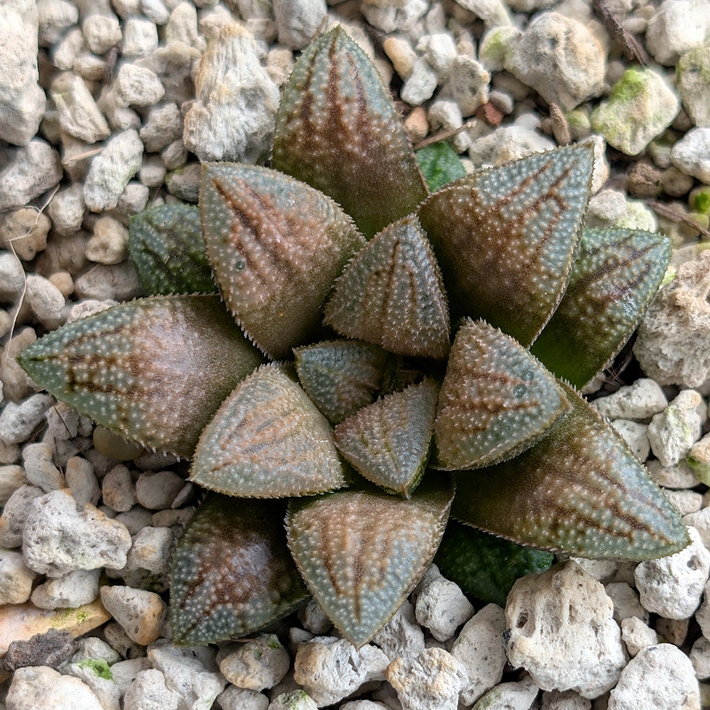 Haworthia PP638  hybrid series #36