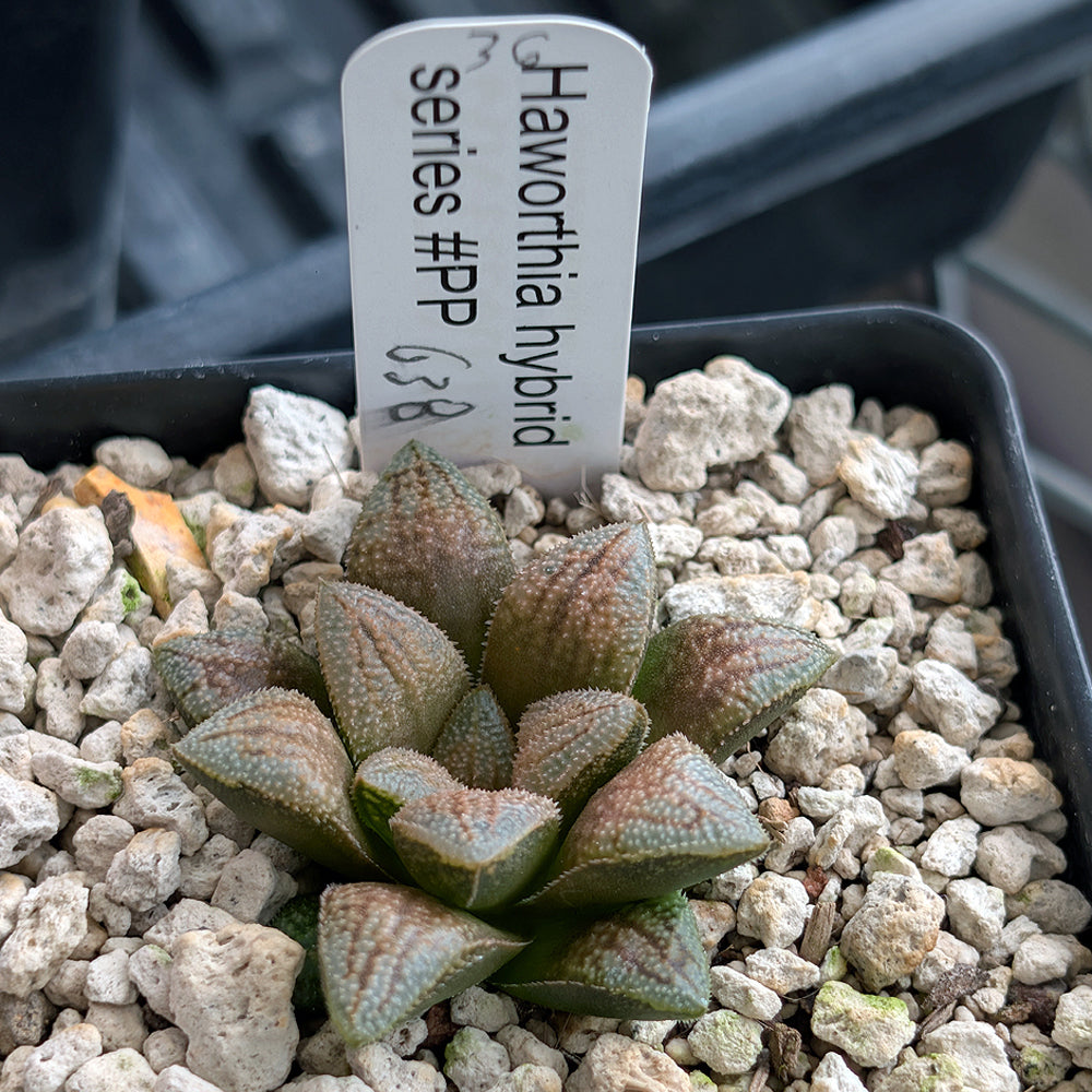 Haworthia PP638  hybrid series #36