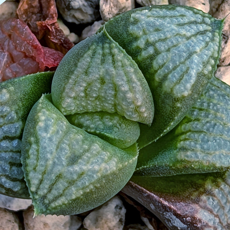 Haworthia PP680 hybrid series #36-2