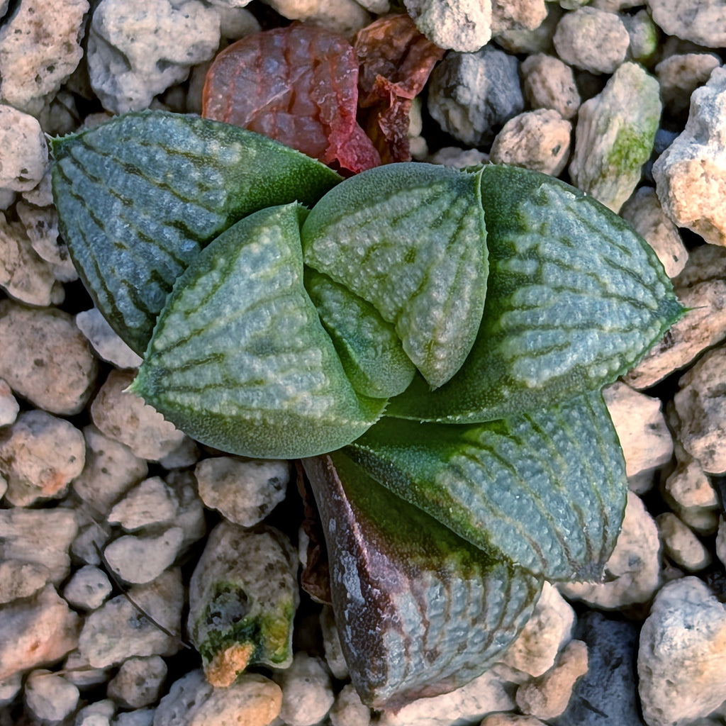 Haworthia PP680 hybrid series #36-2