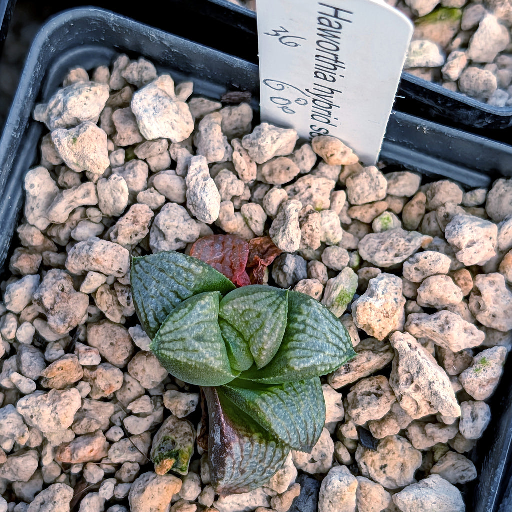 Haworthia PP680 hybrid series #36-2