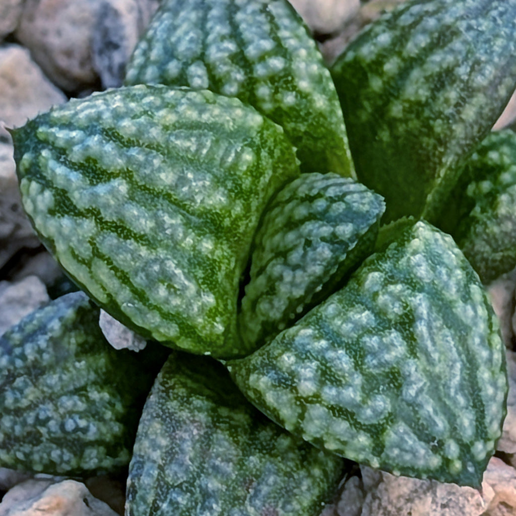 Haworthia PP680 hybrid series #36-1