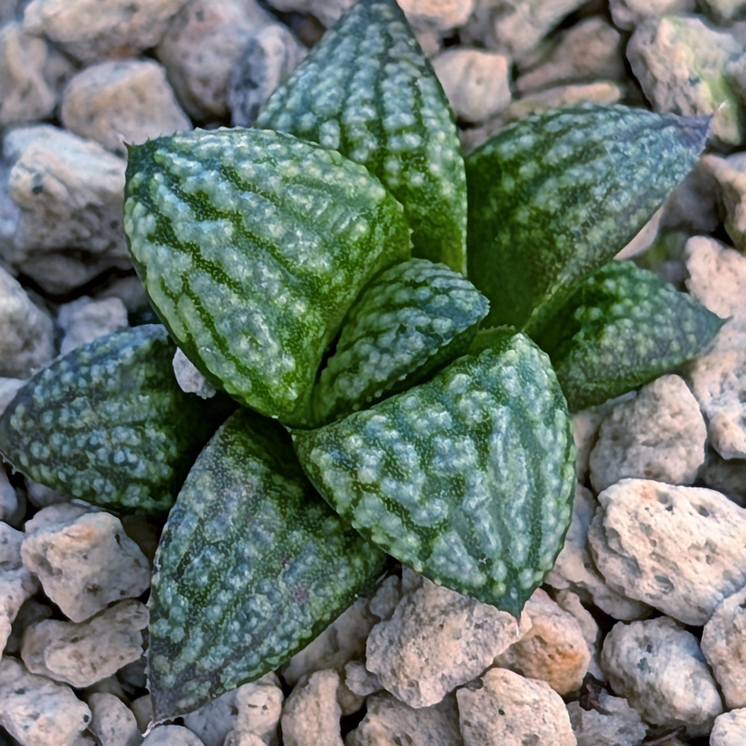 Haworthia PP680 hybrid series #36-1