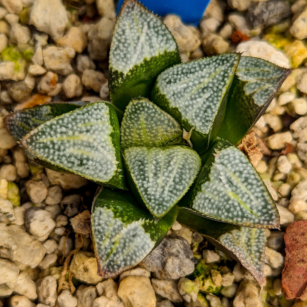 Haworthia groenewaldii hybrid series PP306 #37 SOLD OUT