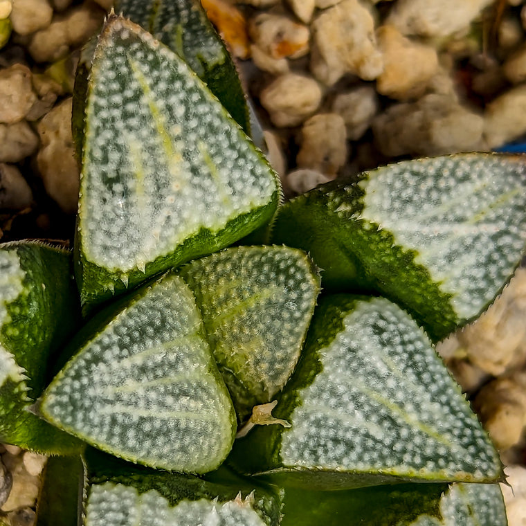 Haworthia groenewaldii hybrid series PP306 #37