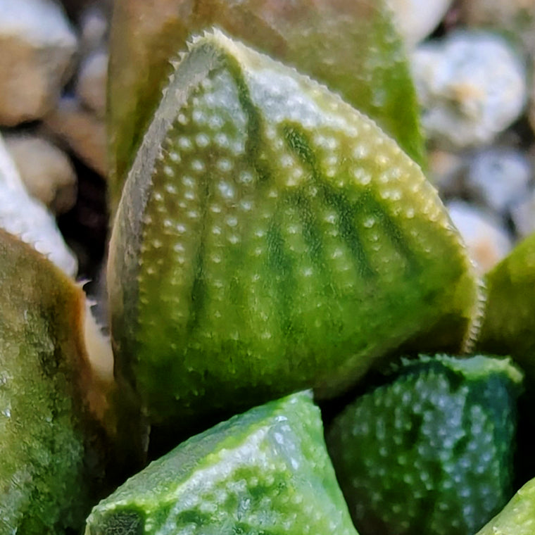Haworthia PP576 hybrid series #37