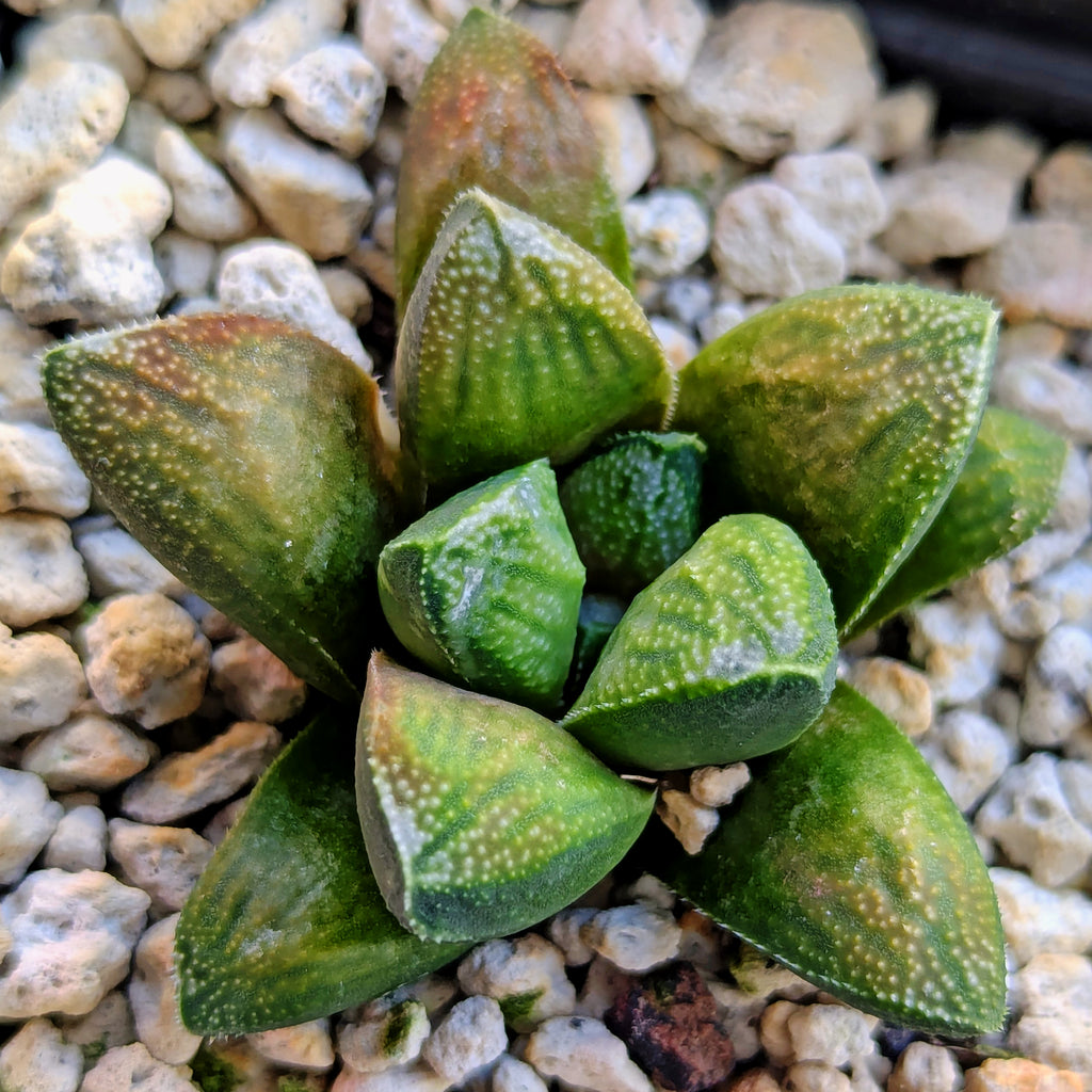 Haworthia PP576 hybrid series #37