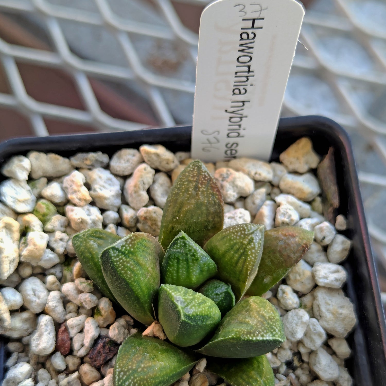 Haworthia PP576 hybrid series #37