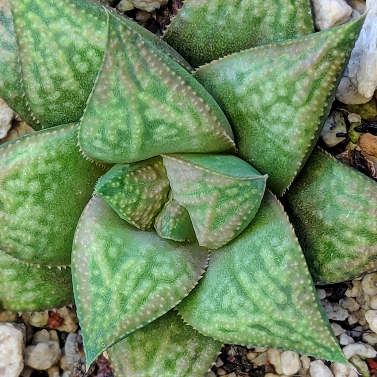 Haworthia PP576 hybrid series #37