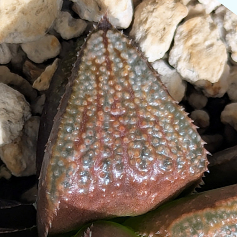 Haworthia  hybrid series PP584 #37