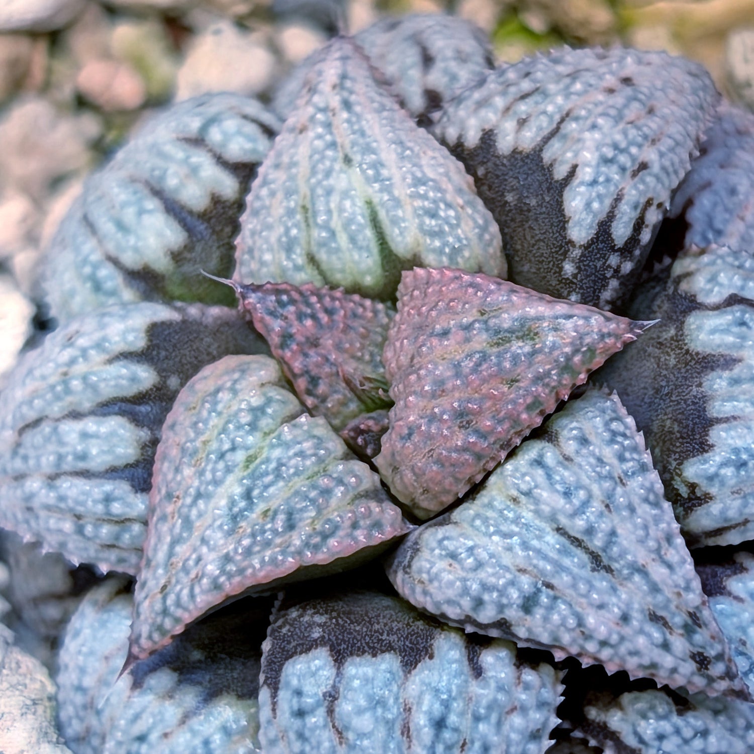 Haworthia Scarlet Begonias X Purple Haze hybrid (PP169 series) #37
