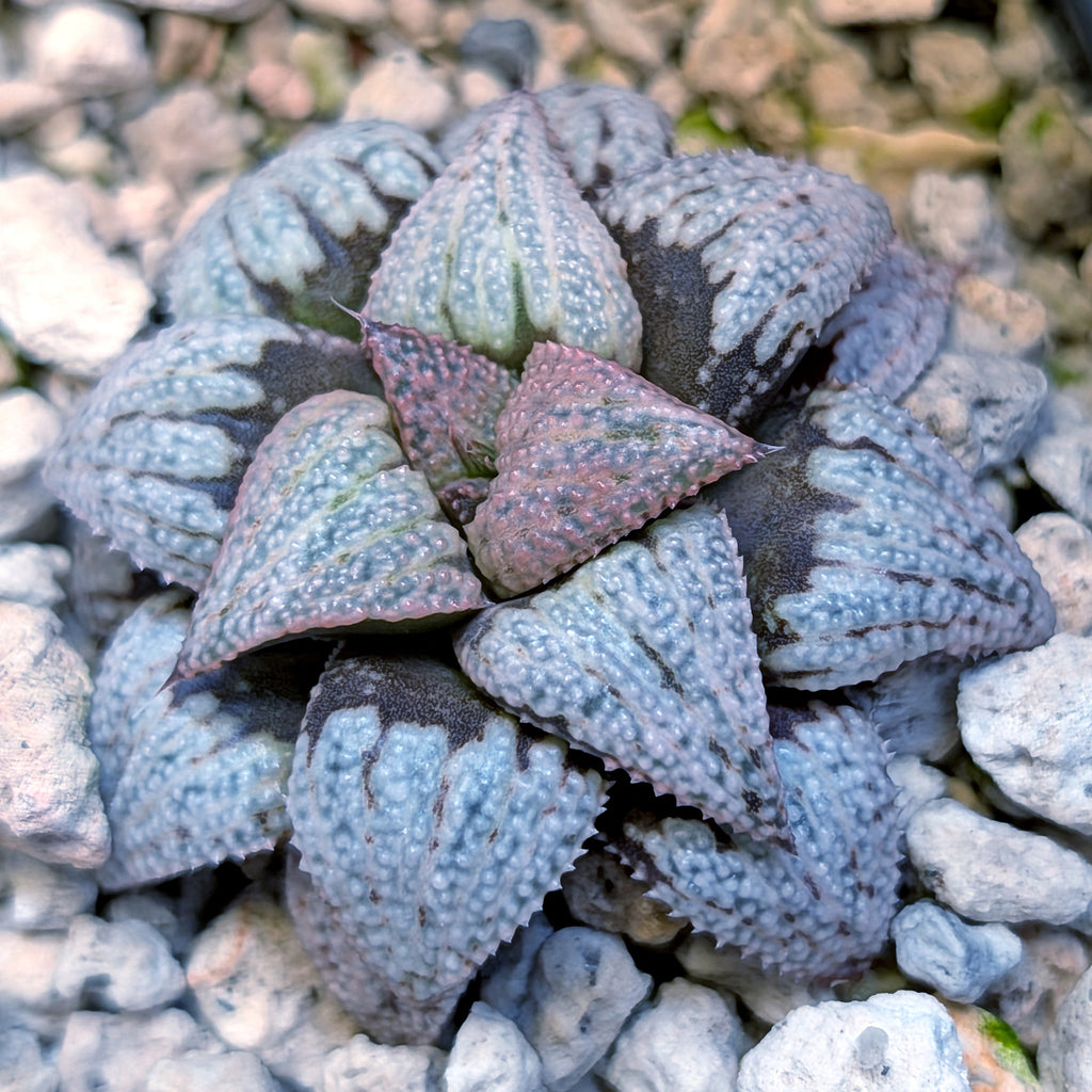Haworthia Scarlet Begonias X Purple Haze hybrid (PP169 series) #37