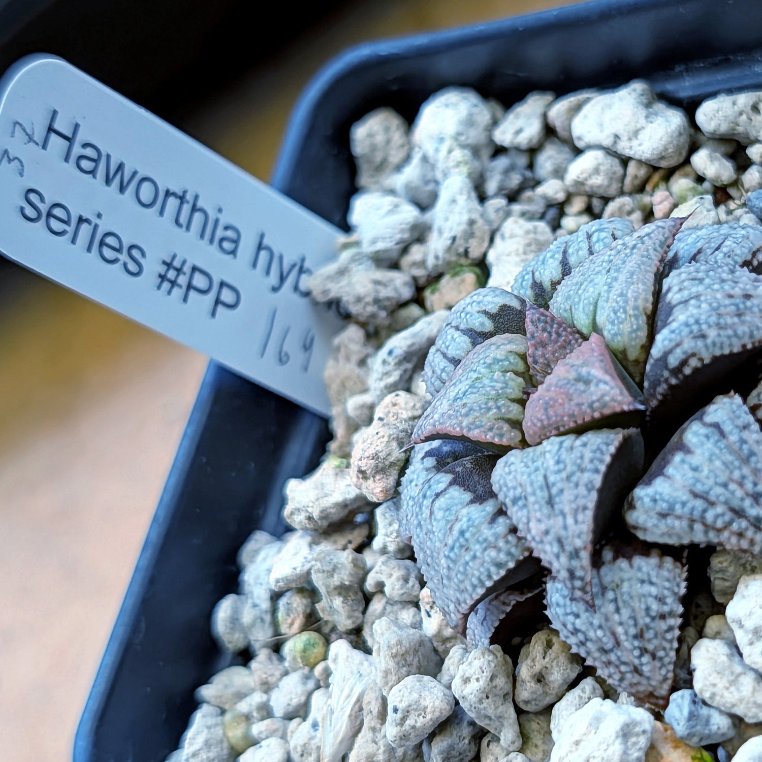 Haworthia Scarlet Begonias X Purple Haze hybrid (PP169 series) #37