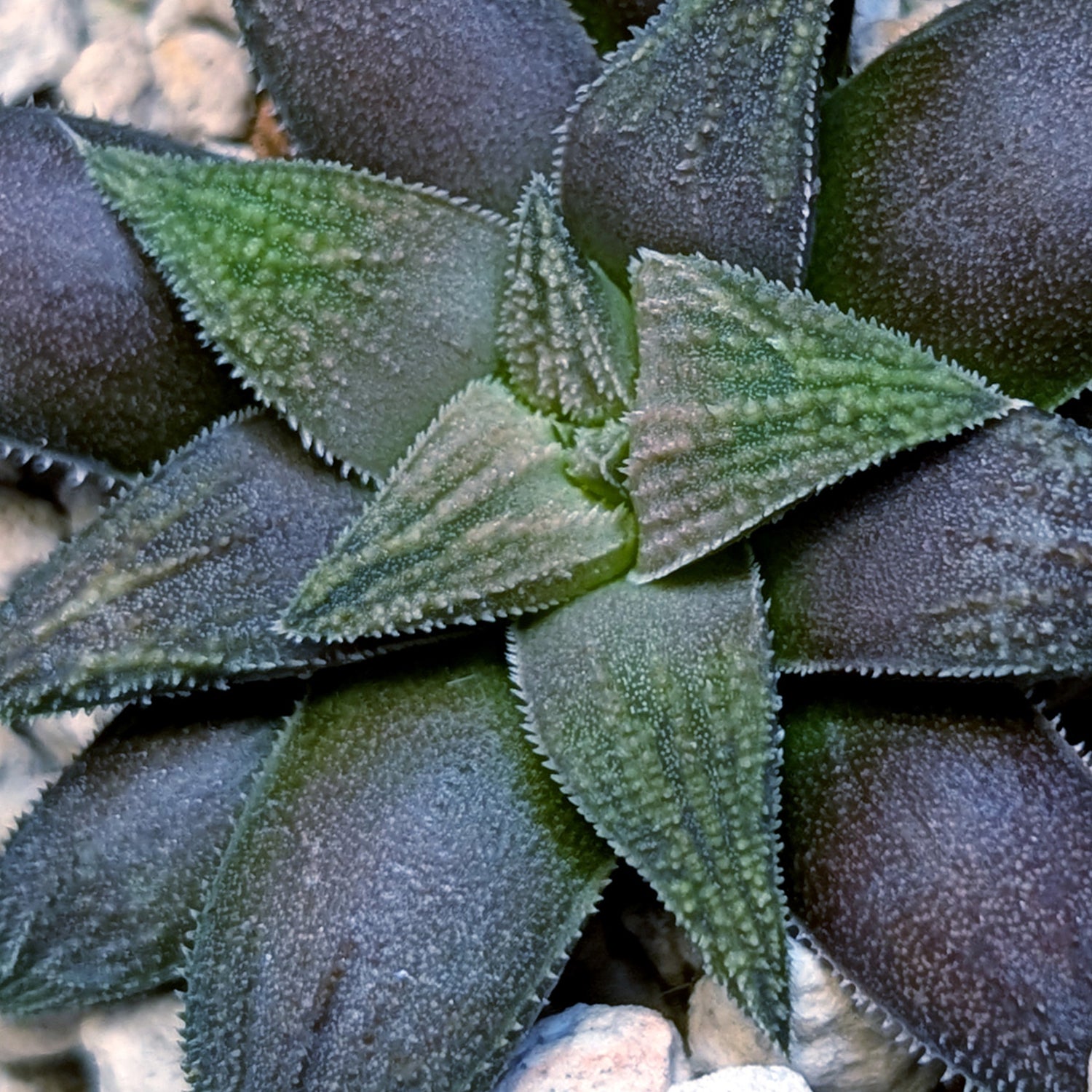 Haworthia hybrid series PP423 #37