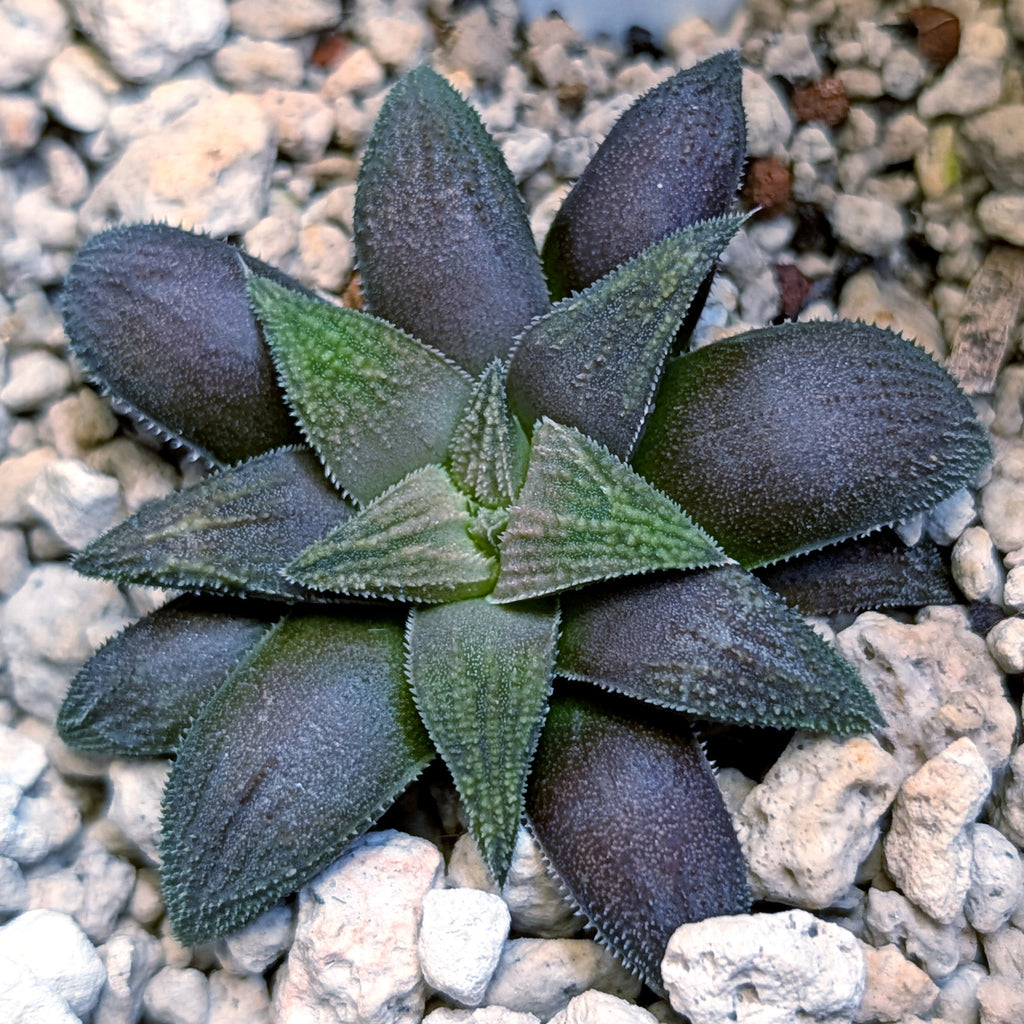 Haworthia hybrid series PP423 #37