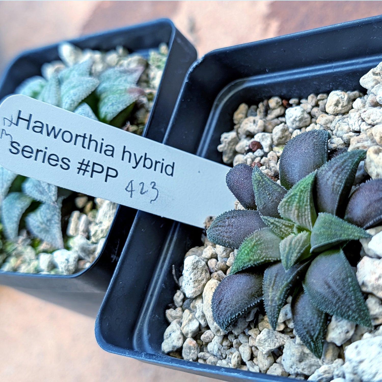 Haworthia hybrid series PP423 #37