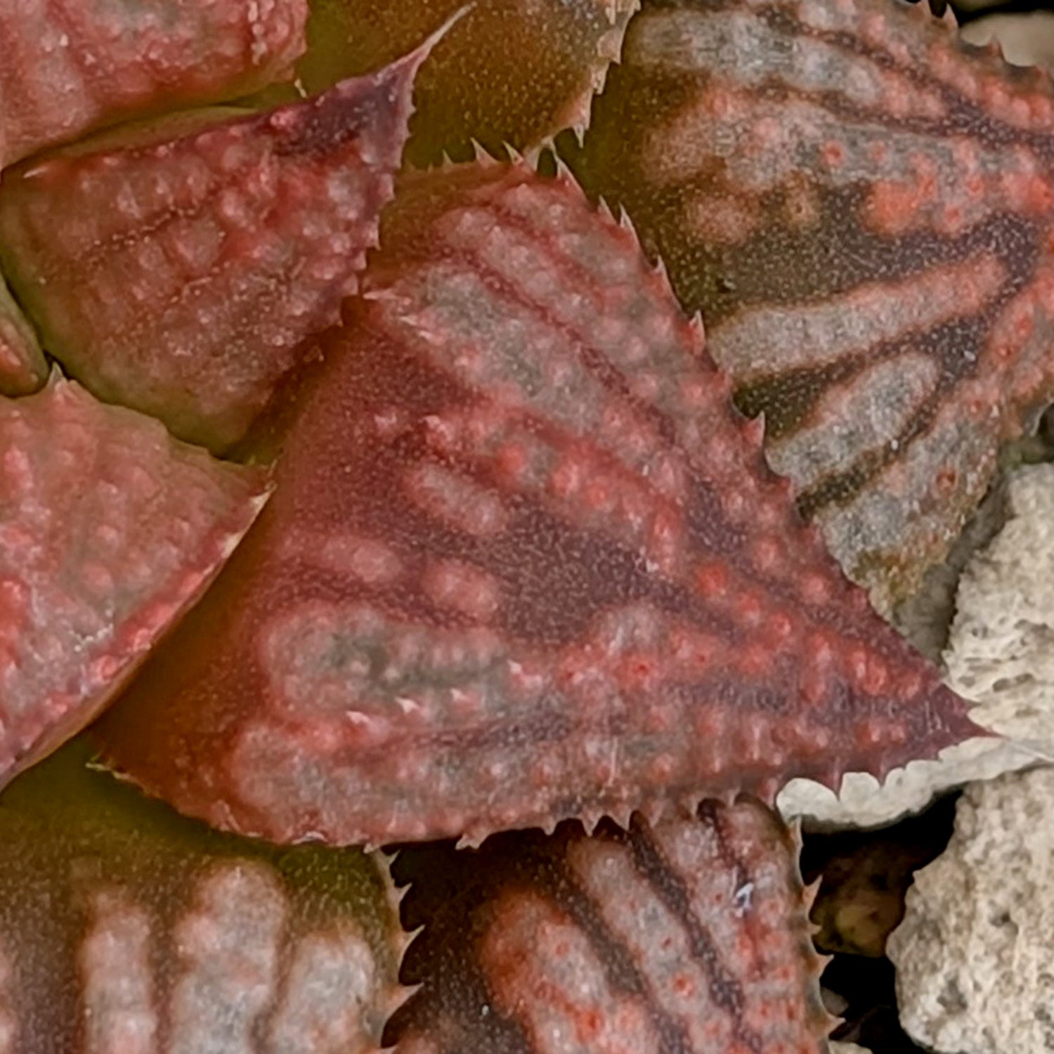 Haworthia PP572 hybrid series #37