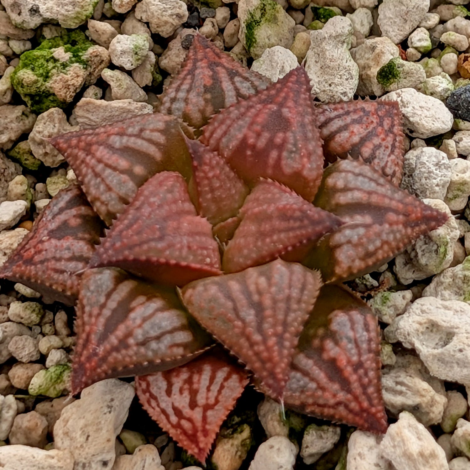 Haworthia PP572 hybrid series #37