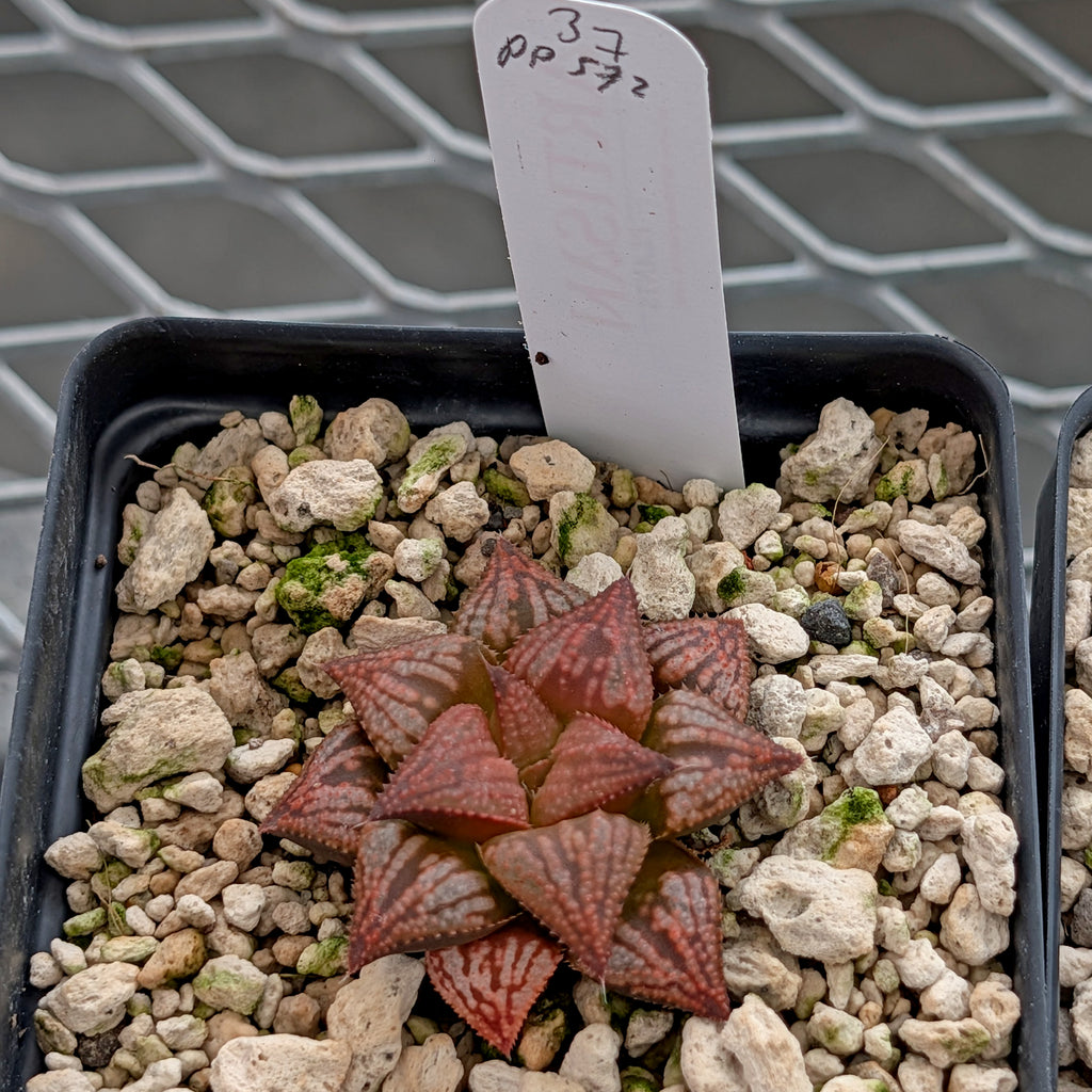 Haworthia PP572 hybrid series #37