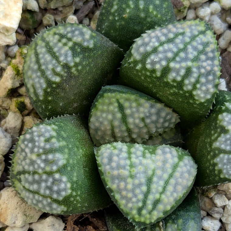 Haworthia 