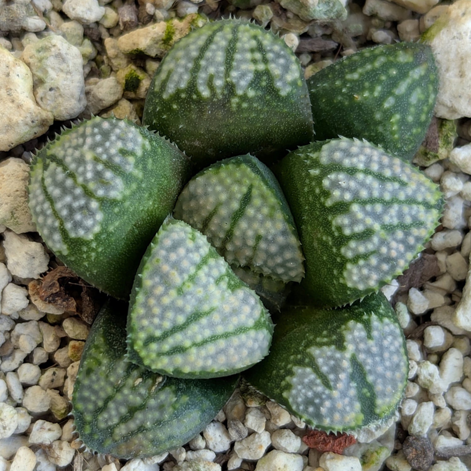 Haworthia "TetraTreasures" PP629 groenewaldii hybrid series #37