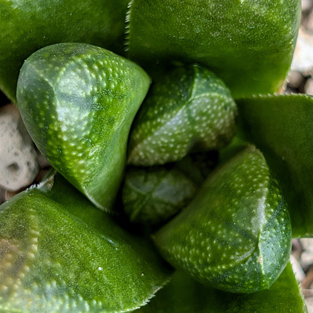 Haworthia PP638  hybrid series #37