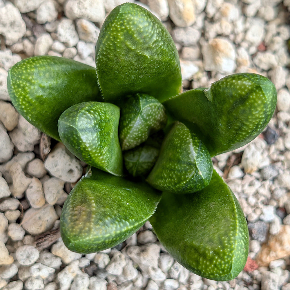 Haworthia PP638  hybrid series #37