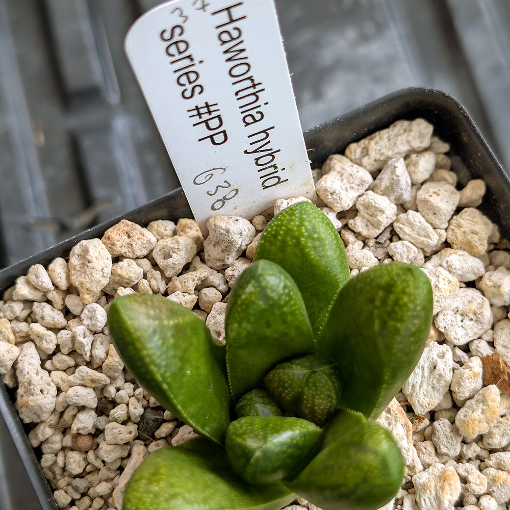 Haworthia PP638  hybrid series #37
