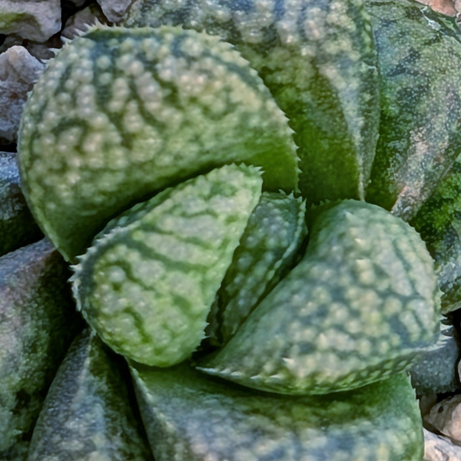 Haworthia PP669 hybrid series #37