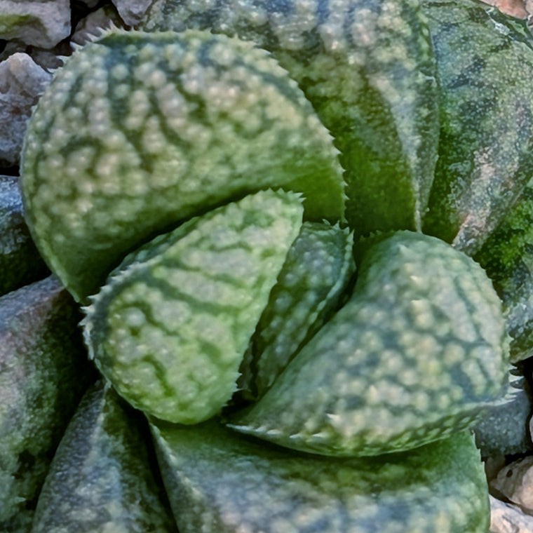Haworthia PP669 hybrid series #37