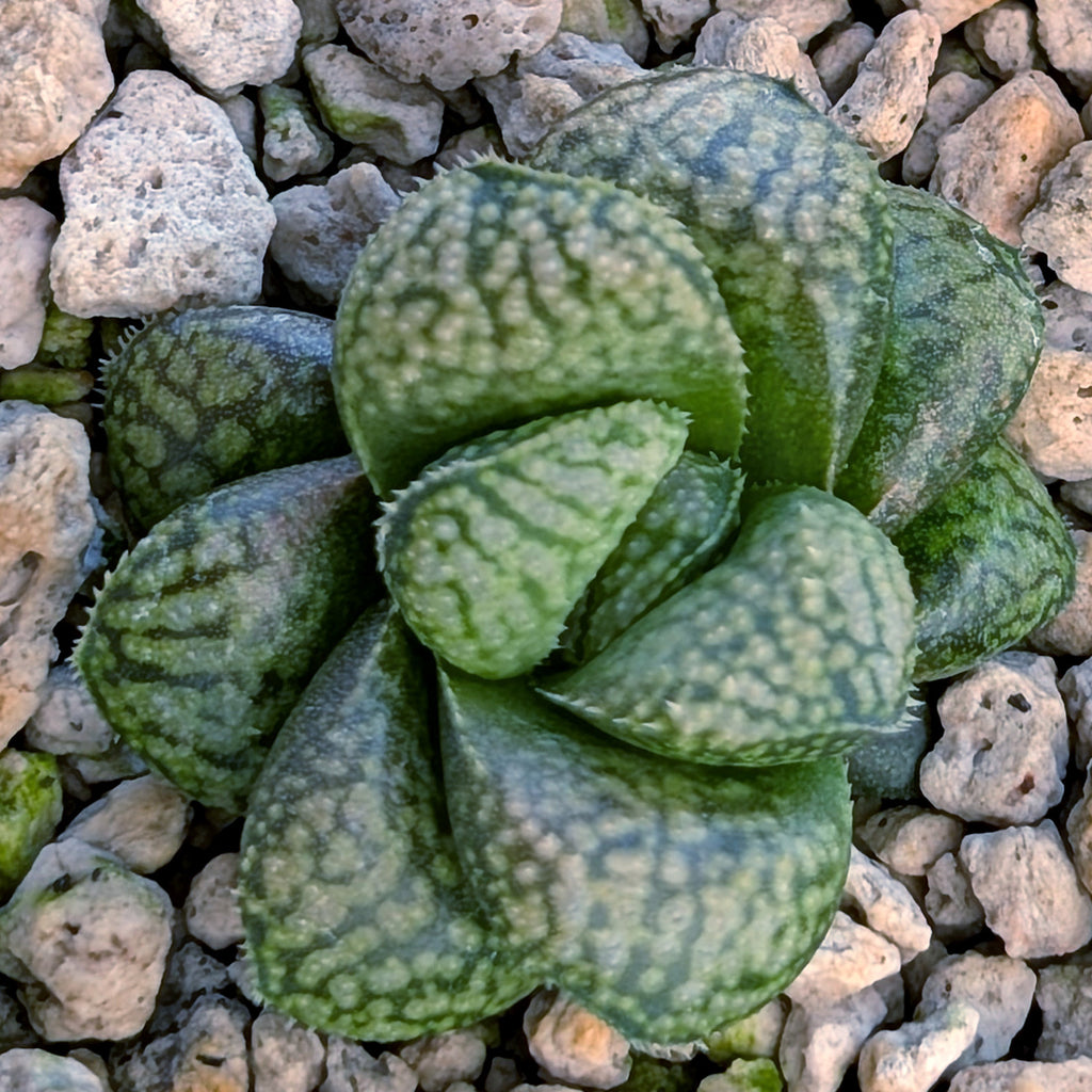 Haworthia PP669 hybrid series #37