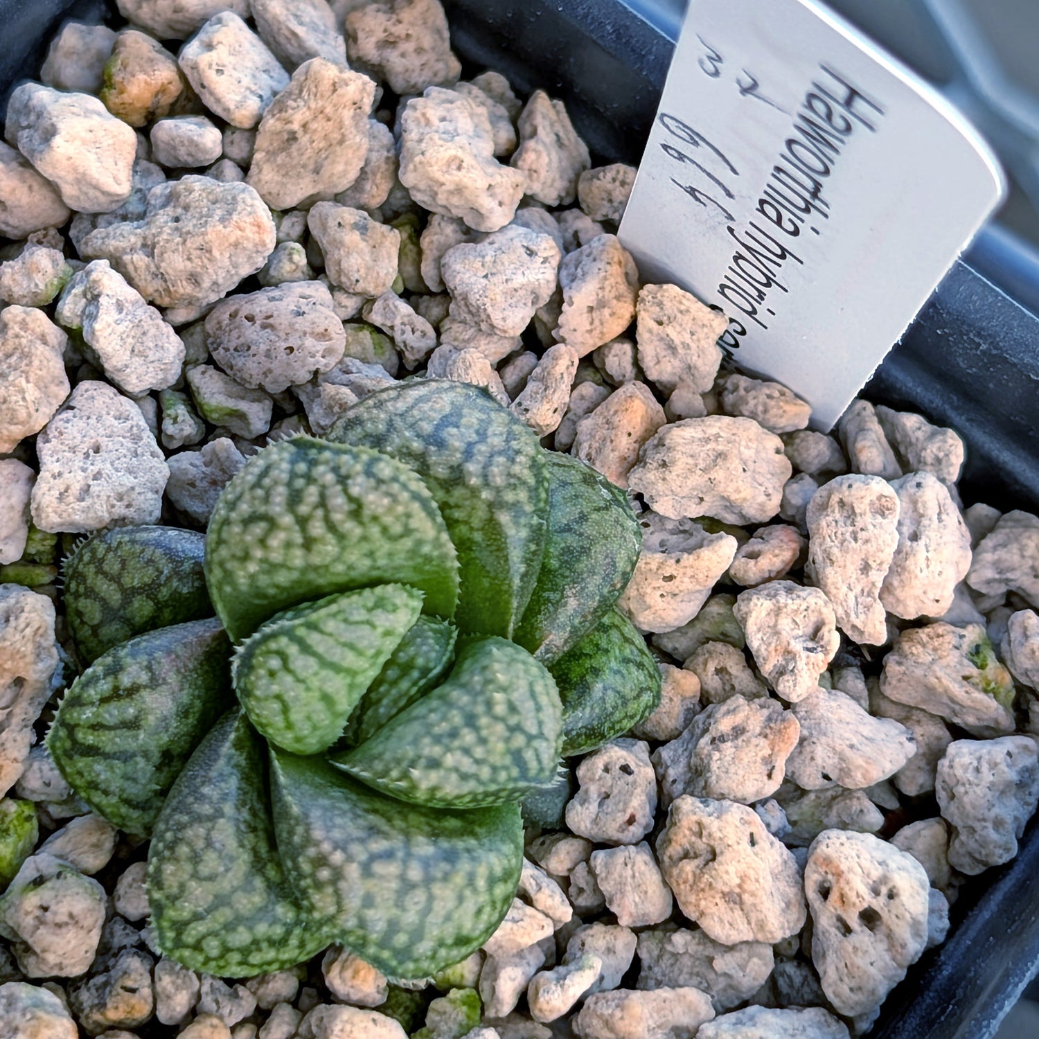 Haworthia PP669 hybrid series #37
