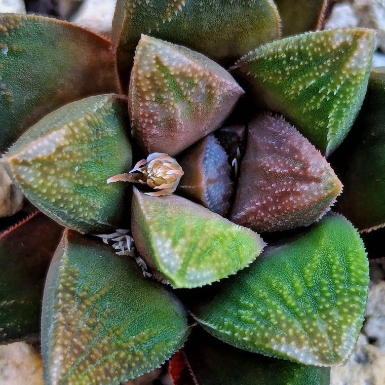 Haworthia PP576 hybrid series #38