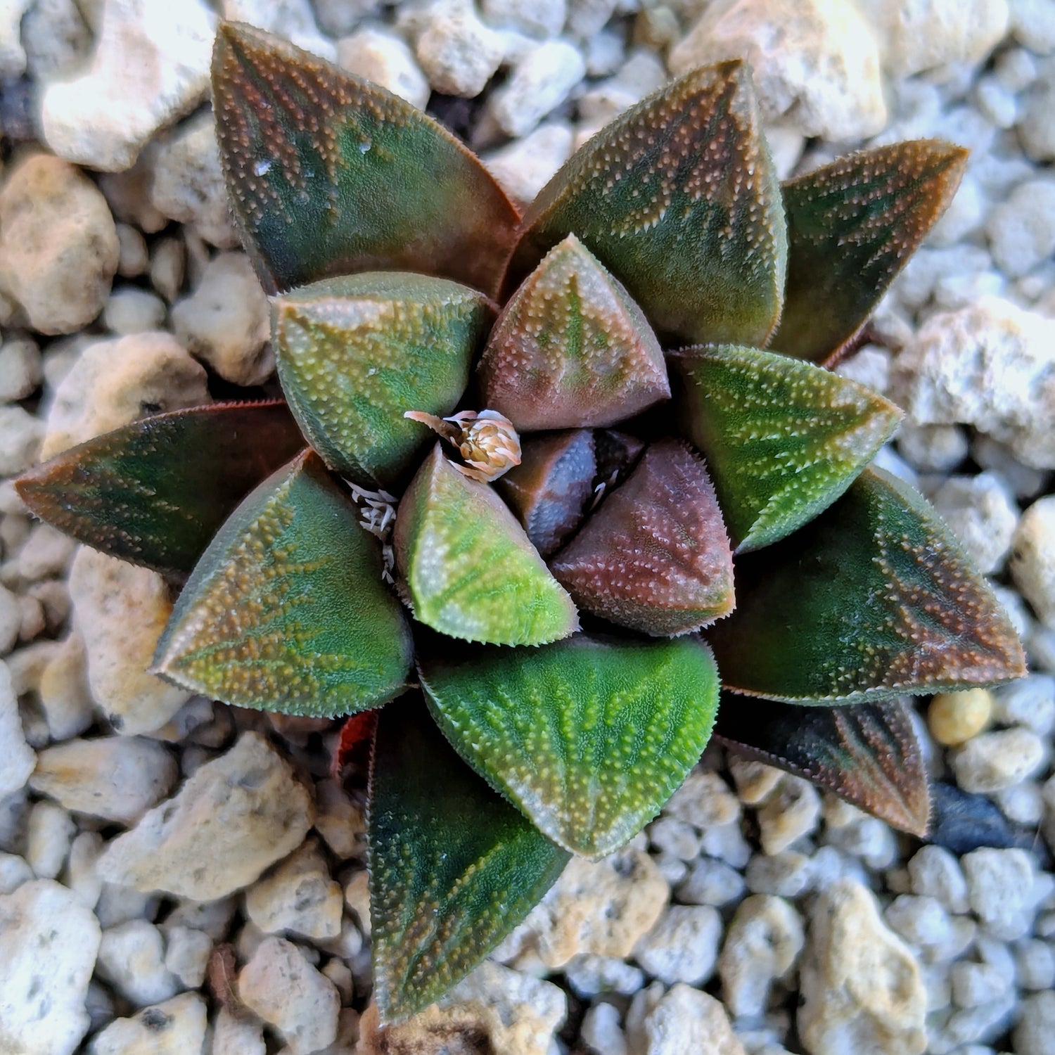 Haworthia PP576 hybrid series #38