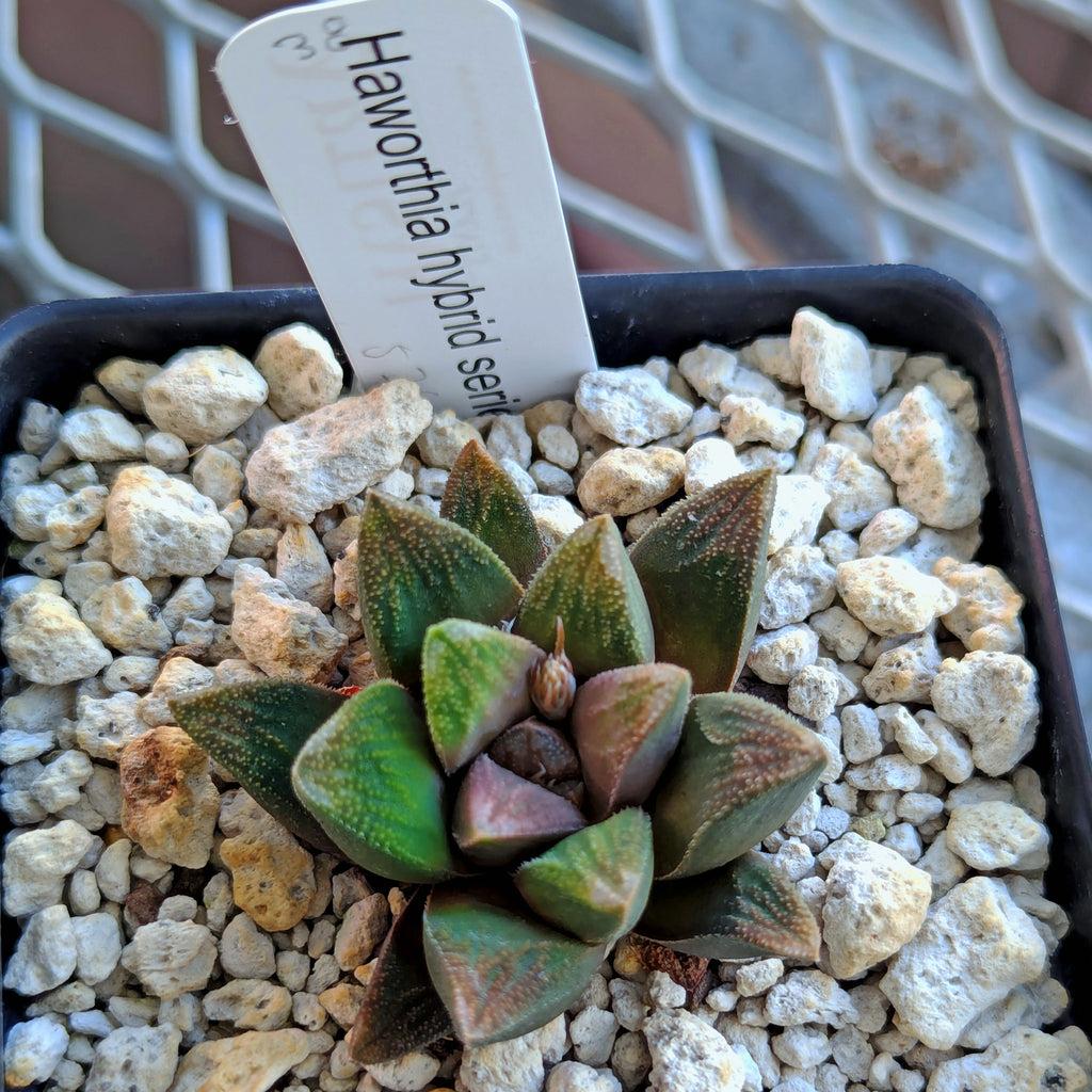 Haworthia PP576 hybrid series #38