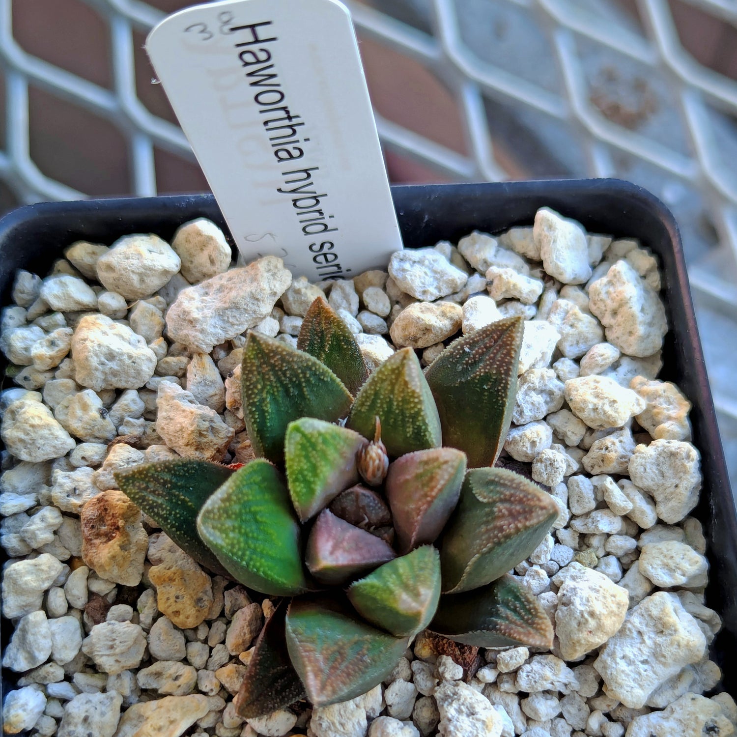 Haworthia PP576 hybrid series #38