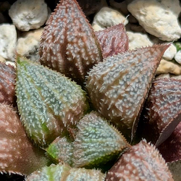 Haworthia  hybrid series PP584 #38