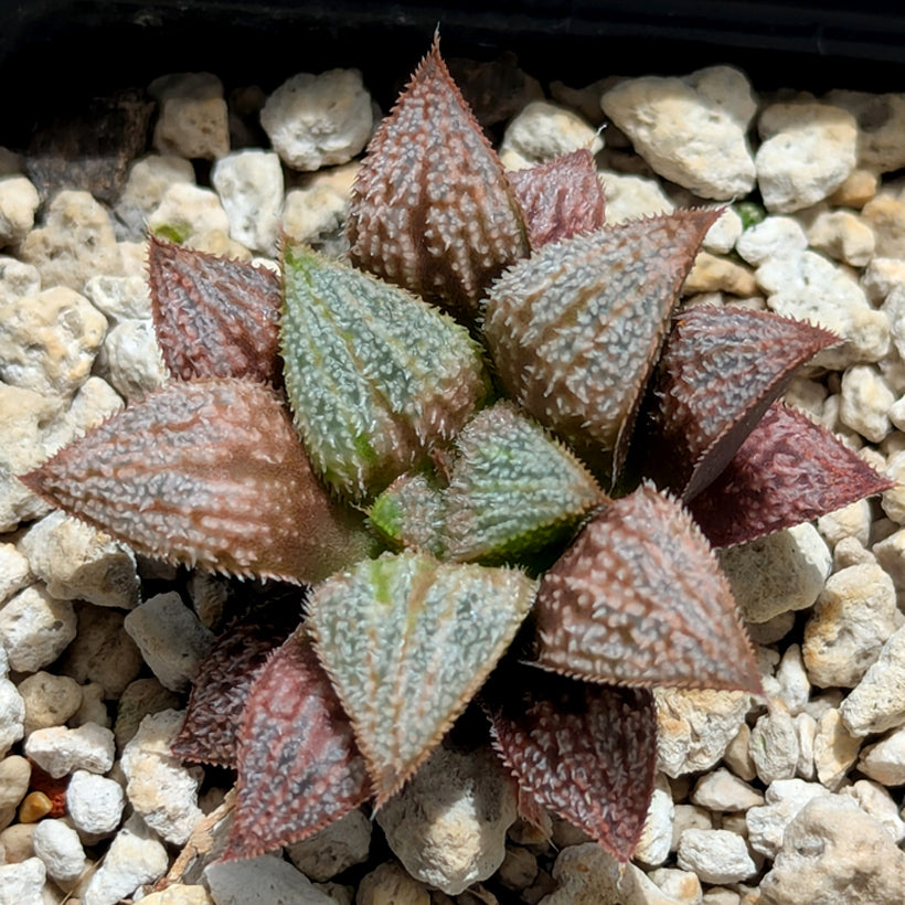 Haworthia  hybrid series PP584 #38
