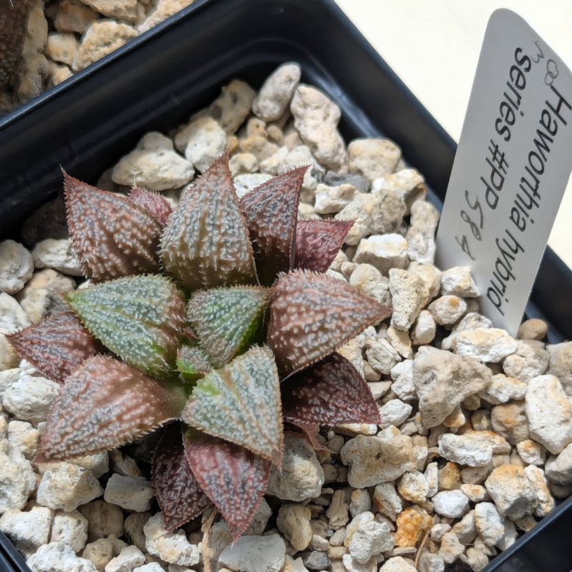 Haworthia  hybrid series PP584 #38