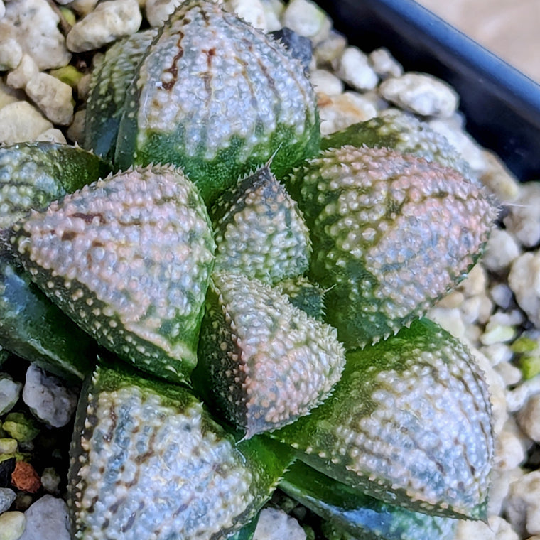 Haworthia 