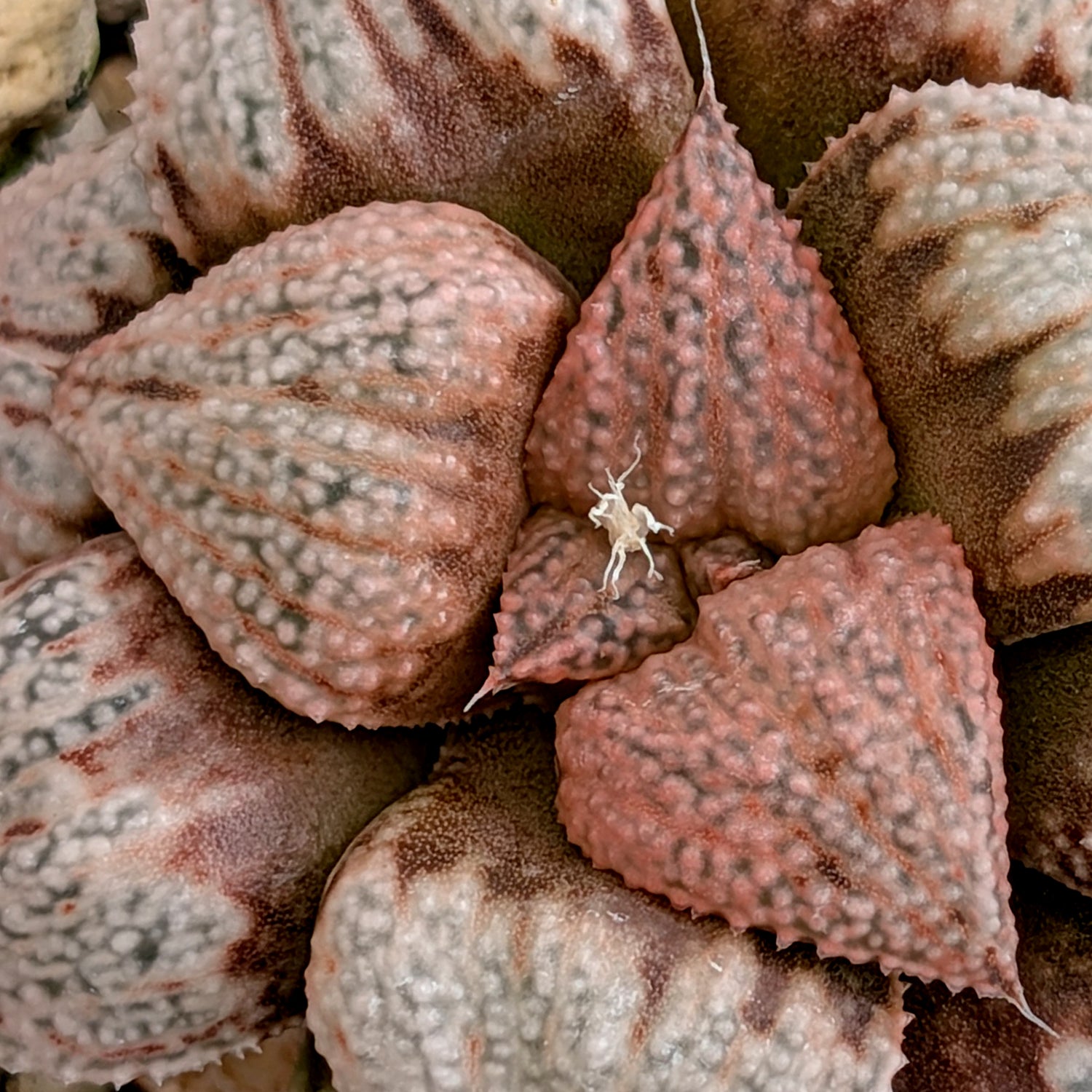 Haworthia hybrid series PP203 #38 9 year old plant
