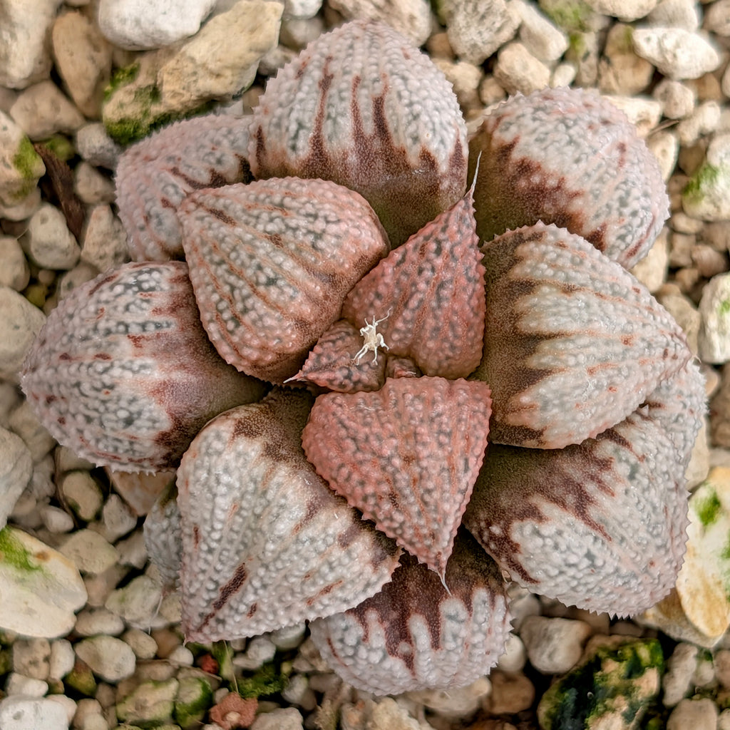 Haworthia hybrid series PP203 #38 9 year old plant