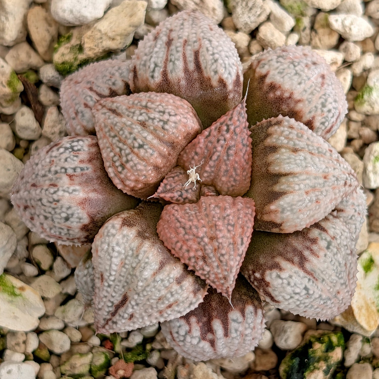 Haworthia hybrid series PP203 #38 9 year old plant