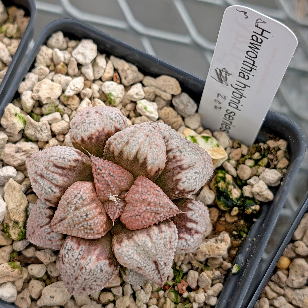 Haworthia hybrid series PP203 #38 9 year old plant